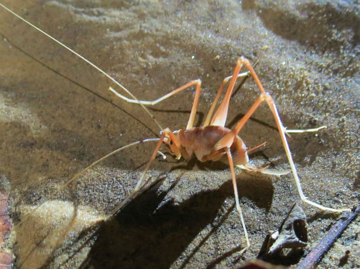Cave Cricket
